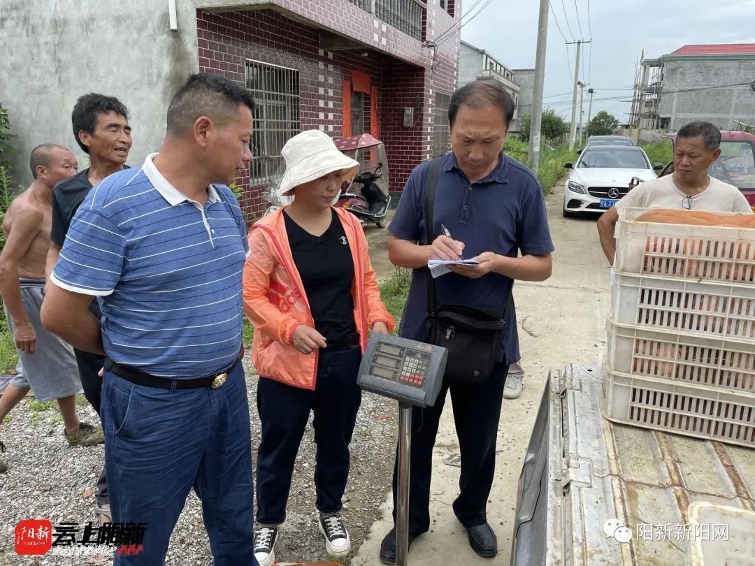 致富经泥鳅_致富经养泥鳅视频播放_泥鳅养殖户抱团致富