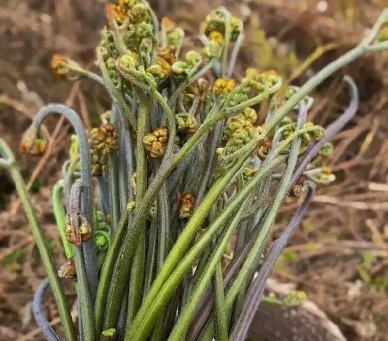 8种嫩野菜比青菜还好吃春天快去挖解腻又养人