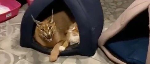 邻居串门,好奇问鹿怎么霸占猫窝?主人玩笑到:是猫长得像鹿!