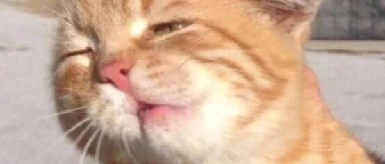 在床上放屁被猫闻到后！网友:别说猫咪了,隔屏都感觉有味!