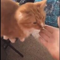 女主在外摸了别的猫，回家后，家里的猫直接气炸了！网友：这就是在外面乱搞的下场！！