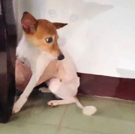 狗子偷咬女主人的内衣玩，当她发现时瞬间气炸了：另一半呢？