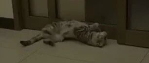 防猫进衣帽间，于是装了个门，结果差点被猫们玩坏了！网友：猫的好奇心你无法预测！！