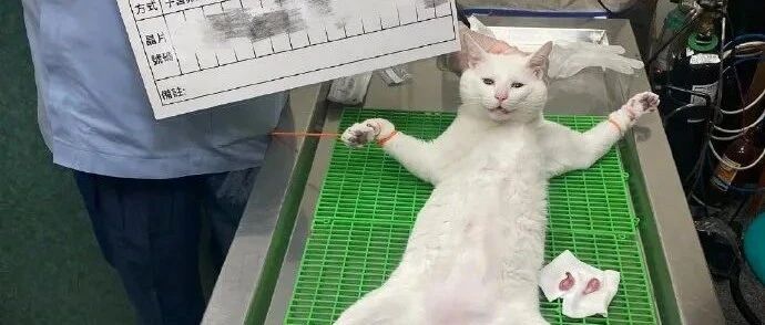 猫咪被医生无情阉割,还拿它蛋蛋炫耀大笑!喵喵:割就割,但不能侮辱本喵!