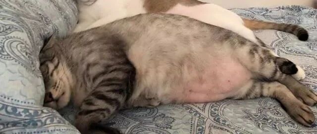 房间砰的一声，主人赶紧去查看情况，看到这一幕哭笑不得！网友:不是说十胖九橘吗?难得这就是另外一胖?