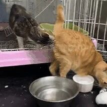 养猫千万别养两只，不然就没人类啥事了！