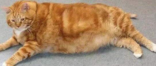 邻居串门,大喊有猪偷吃饲料.主人一脸疑惑跑过来,无赖笑道:那是我家橘猫!