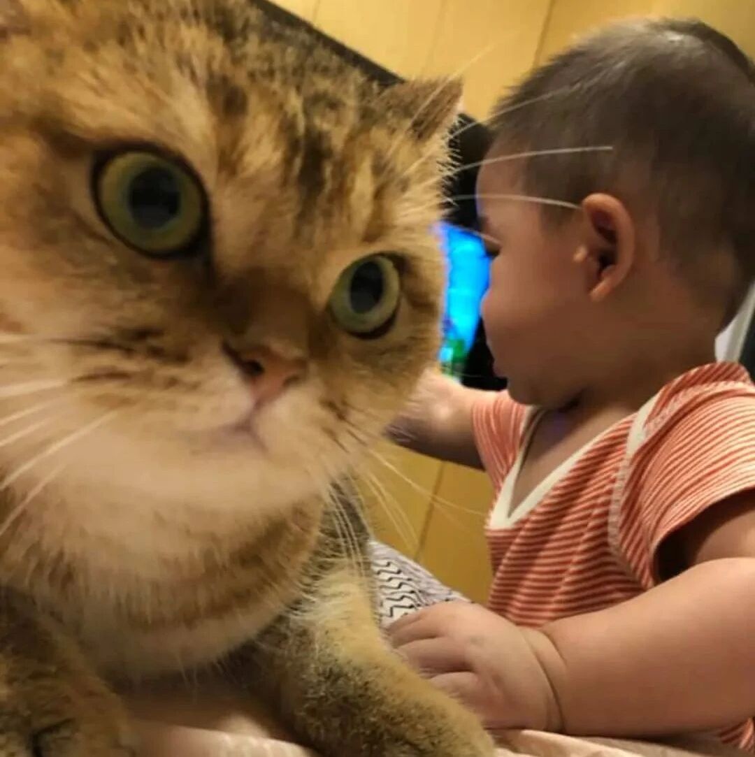 婴儿大哭不停，原本躲得远远的猫，却突然有这个举动，被暖到！