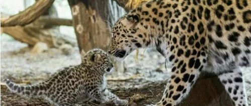 世上不足一百只的豹豹颜值太高太萌,引来无数“吸猫”者的围观!网友:豹豹中的劳斯莱斯!