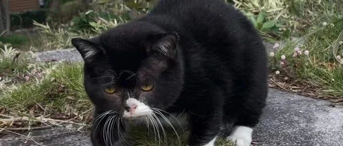 邻居直呼小熊好可爱！主人哭笑到这是我家猫啊！网友：胖橘在这猫面前都是弟弟！！