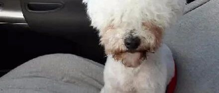 美容师临时有事，狗子修毛到一半被送回来，主人一看瞬间乐了