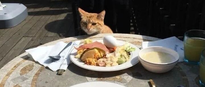 妻子去倒杯咖啡回来，却“变成”猫，网友：官人，你在怀疑奴家？