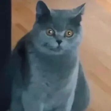 看到自家猫在外玩，抱回后发现，猫一直在家！猫 ：凡是正常点的主人，都不会这样！