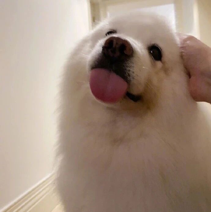 除了疼爱主人，还能管教猫猫，这只狗太全能了！网友：哎！还是一只狗承担了所有！！