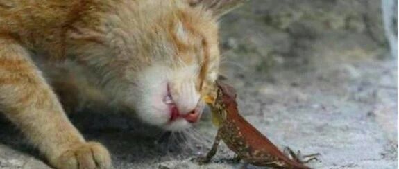 猫抓壁虎想玩弄它，结果一个不小心，翻车了！猫咪:双眼皮手术来的好突然!