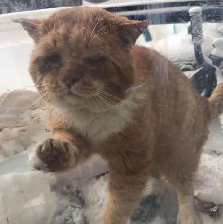 大脸橘猫上门求借宿，屋主霸气收编说让其住一辈子！网友：赶紧开门看看门口有没有大橘！！