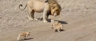 狮妈妈不在，狮爸就负责带小狮子，全程好辛苦，网友:这态度和奶爸带娃一样!