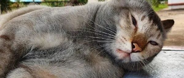 大橘出去浪一天,回来被邻居笑称这猴真搞笑!主人含泪笑到:这是我家胖猫啊!