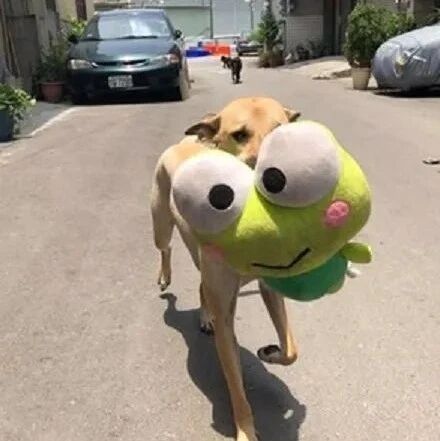 狗子出门总会做出这样的举动，每天还要不重样，主人：已经习惯了！