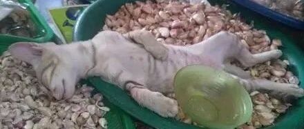 买蒜偶遇猫老板在酣睡，样子十分搞笑!网友:蠢猫是不是被熏晕了!
