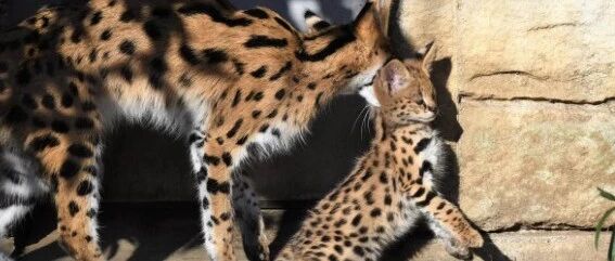 邻居报警有人在家养豹子,主人急忙解释这叫薮猫,不是花豹.网友:以后邻居没得做了!