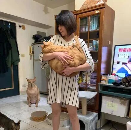 狗子看到主人抱着橘猫，它一脸醋意在后面看着：那我呢？怎么不是抱我，大橘比我胖呢！