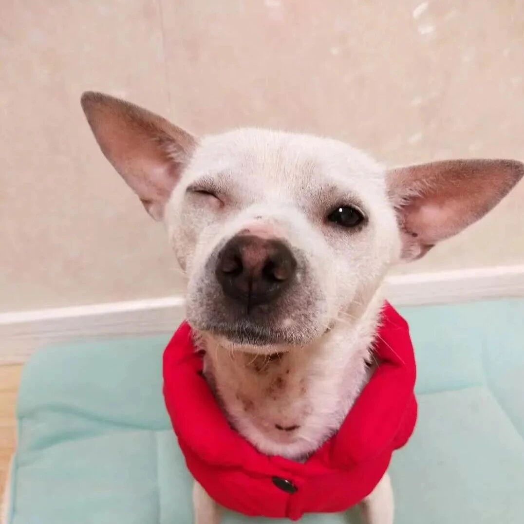 这只狗每天对着主人wink！网友：表情管理的确很到位