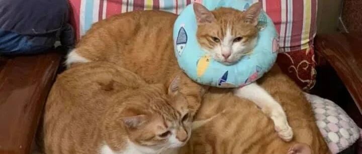 猫不用暖器却用这方式取暖，其他猫看后，直接排队等候！网友：大橘占整个猫圈大半重量！