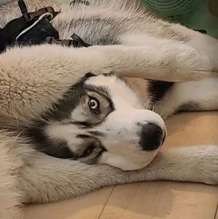 二哈睡觉专门挑同伴的屁股睡，网友：是追求味道吗？好特别......