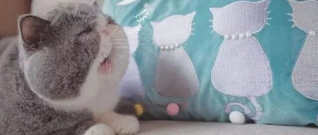 千万别在上班时偷偷看这胖猫,否则会被老板抓个正着!网友:看着看着就睡着了!