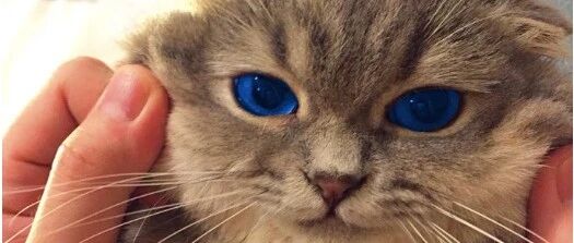 捉到一只来自喵星的胖猫,证据充分,不信看:它眼睛像蓝宝石一样!