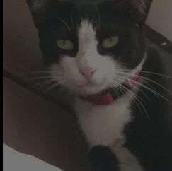 在公厕被猫偷窥，它还露出这种笑容！网友：太可怕了！