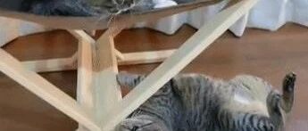 家里的胖猫要打狗,见主人来后竟倒地装死,戏份十足!网友:戏精,你倒是下手呀!