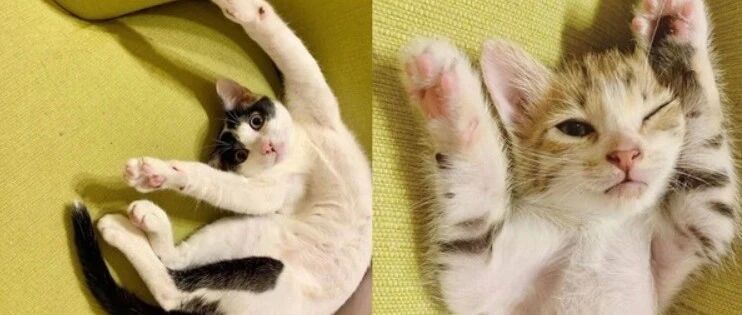 买了猫窝不肯用，主人叹气：我自己用。赢来网友的一片称赞！