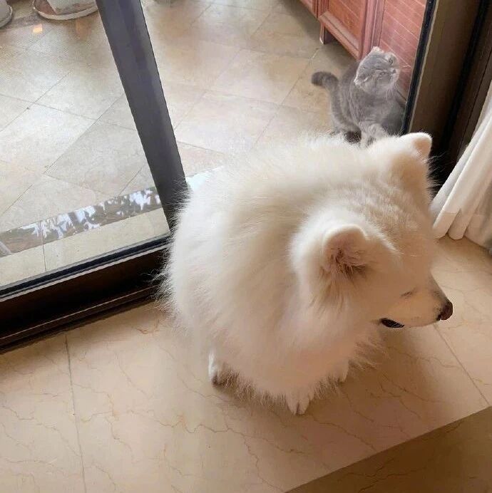 猫被锁阳台，狗狗忍痛用尾巴夹住门营救猫！网友：这感情超出生死！