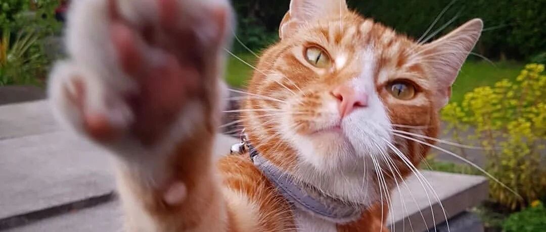 猫太挑食不吃饭，隔壁大橘却主动找上门帮它吃光光！网友：大橘胖是有原因的！！