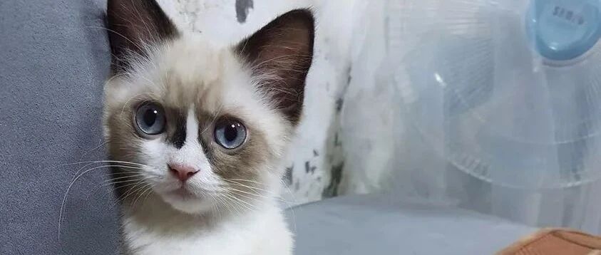 老爸放狠话带猫回家就丢下楼，现在每天跪猫面前报告一日行程！网友：“男人”的嘴，哄人的鬼！！