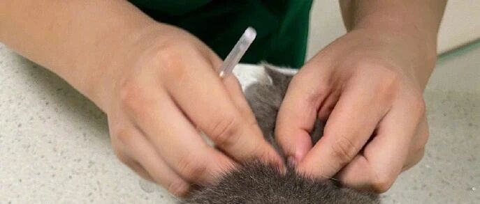 猫咪因打疫苗生气拆家，铲屎看后苦笑不得！网友：今天你对疫苗爱答不理，明天疫苗你高攀不起！