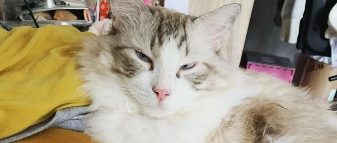 主人半夜熟睡突遭重击，翻看监控后哭笑不得！网友：这样下去铲屎的非被压死不可！！