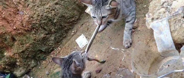 两只猫咪在拔河,好奇凑前看热闹,不想被吓得直冒冷汗!