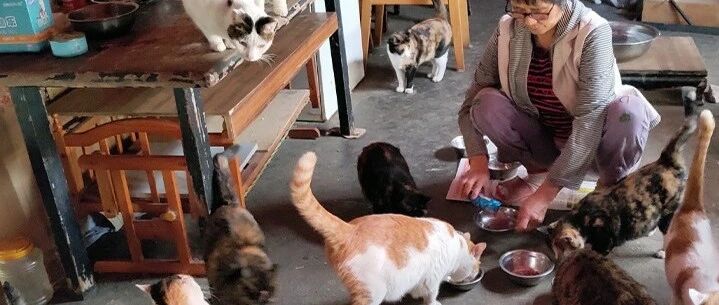 整整21年的坚持！她养活了整座烈士陵园的猫咪，只为那一次邂逅