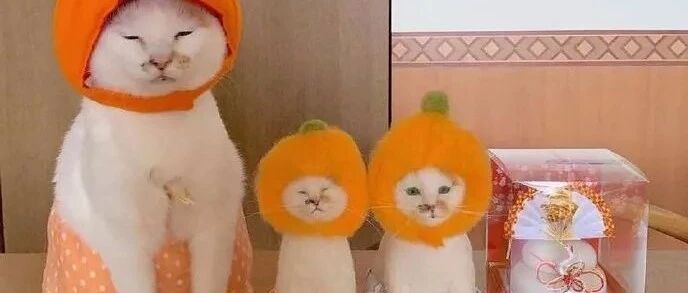 明明不是橘猫，却比橘猫可爱，难道是因为这橘子？网友:是生活使喵喵一家被迫营业!