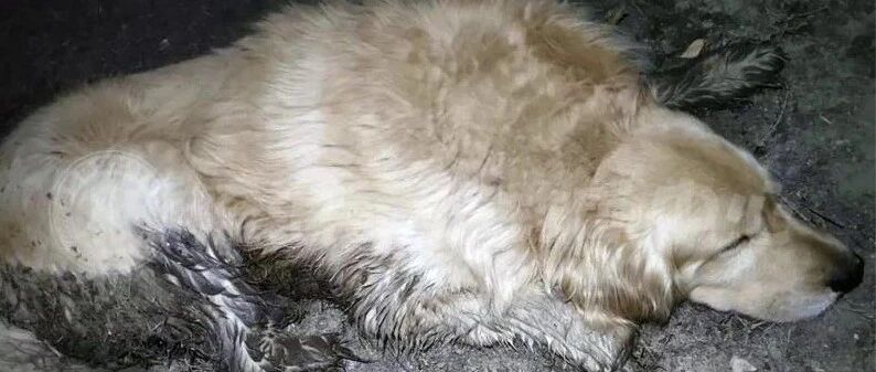 金毛被人砍断手脚丢到烂泥地里，见到陌生人依然努力微笑