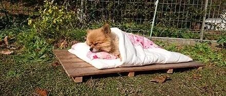 狗子不愿让主人拿窝出去晒，她只好用了这个办法，笑喷了！