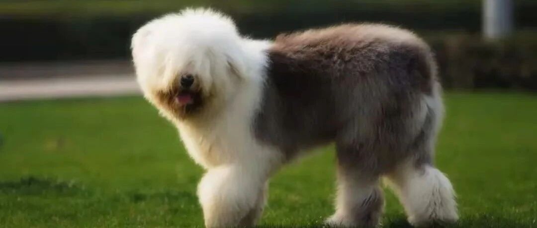 傻眼了！黑夜中以为捡到只小白狗，走近一看竟是只XXL号古牧...