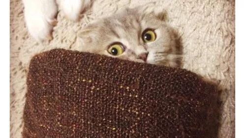 对于养猫来说，取什么名字不重要，反正它不会听的......网友：我醉了！！