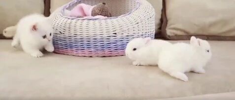 怕猫孤单给它找了几只小兔子陪伴，它的反应，让人融化了！网友：太爱了！！