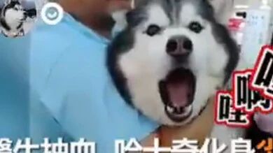 哈士奇因胖被去抽血，没想狗子吓得声音发抖，秒变惨叫鸡。网友：原谅我笑出“猪”声！