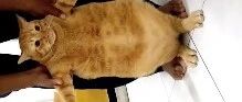 十个橘猫九个胖,还有一个压倒炕!橘猫太胖在减肥,没想被邻居嘲笑说这是猪吗?