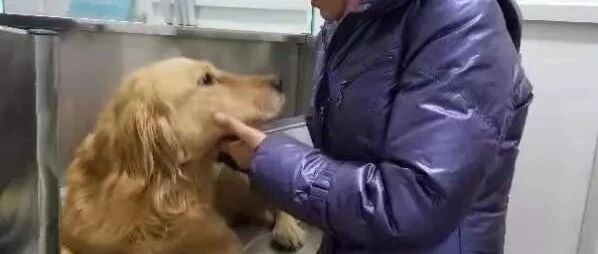 金毛瘦到十几斤，主人拿出看家本事可劲喂，没成想···状若两狗！